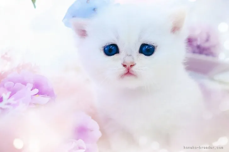 ID：2307-02292の子猫