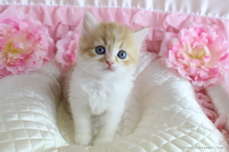 いのまた 様のお迎えした子猫