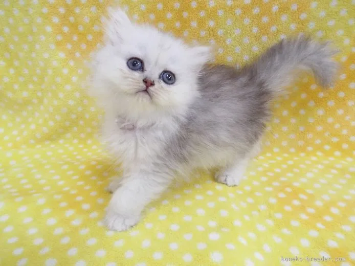 ID:1508-00118の子猫
