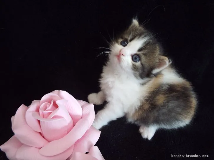 武藤　典子 様のお迎えした子猫