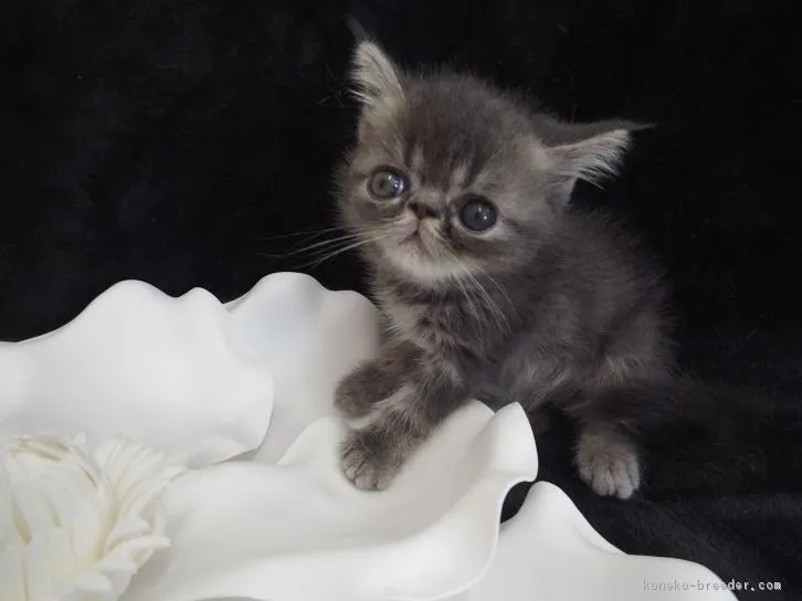 ID：1609-00374の子猫