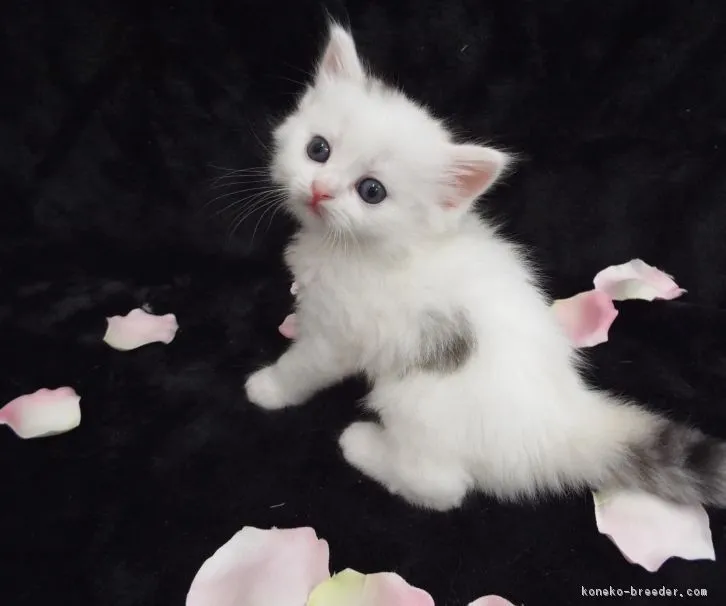 みみちゃんママ 様のお迎えした子猫