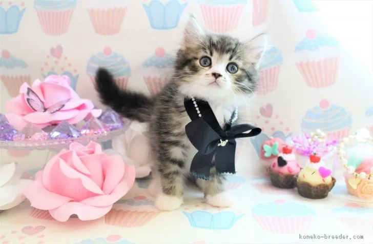 ID:1708-00897の子猫