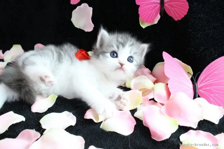 ID：1612-00135の子猫