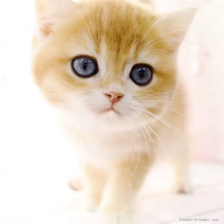 ID：2411-00155の子猫