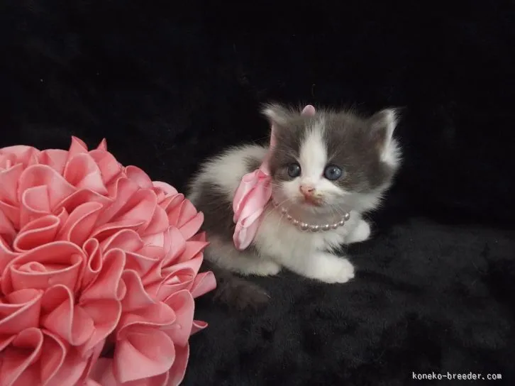 ID:1512-00235の子猫