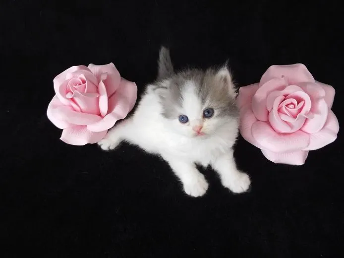 ID：1505-00631の子猫