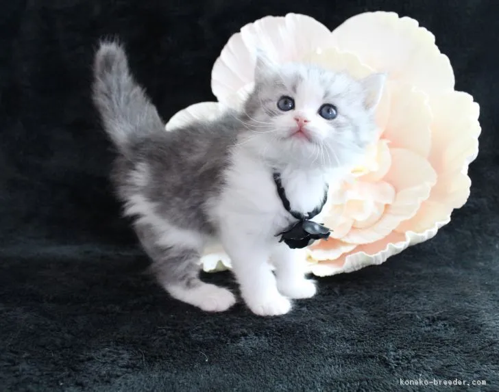 ID:1612-00134の子猫