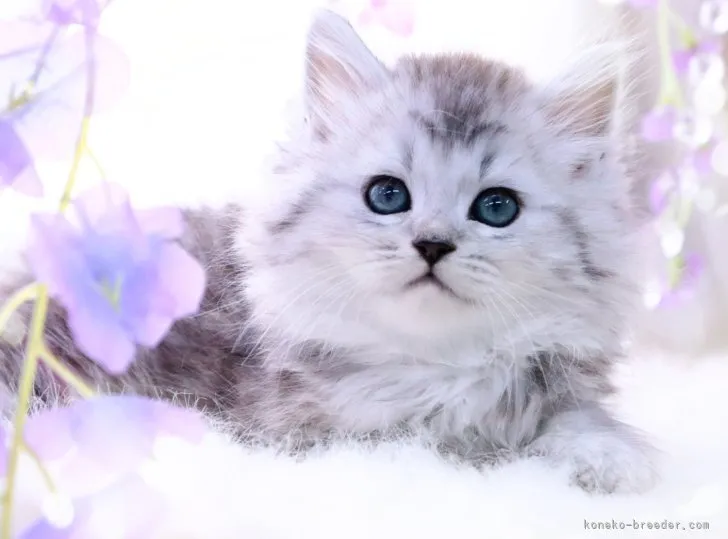 ID:2304-01591の子猫