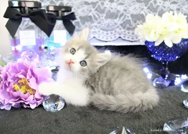 いちご 様のお迎えした子猫