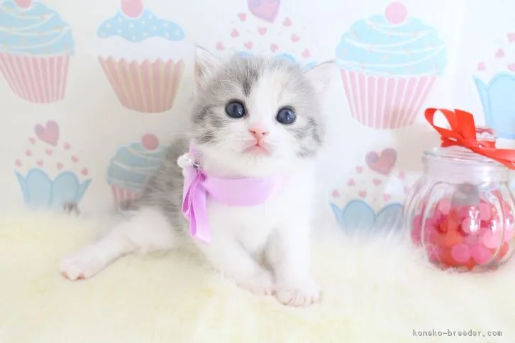 ID：1610-00466の子猫