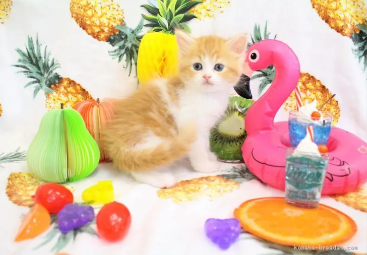 マフィン 様のお迎えした子猫