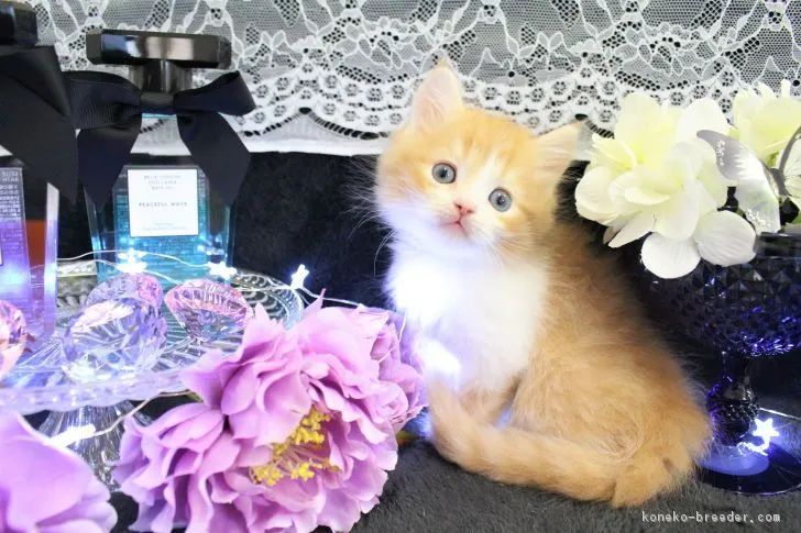 ID：1801-00815の子猫