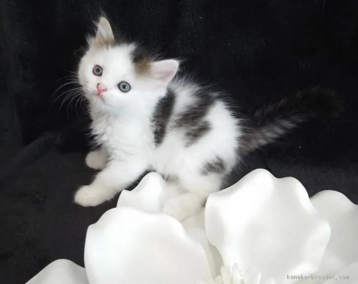 ID：1607-00345の子猫