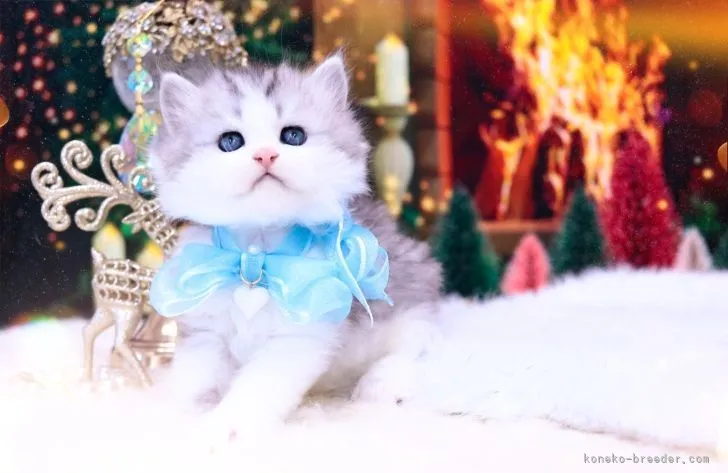 ID:2212-00046の子猫