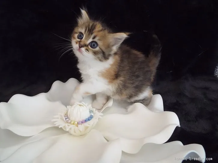 ID：1602-00247の子猫