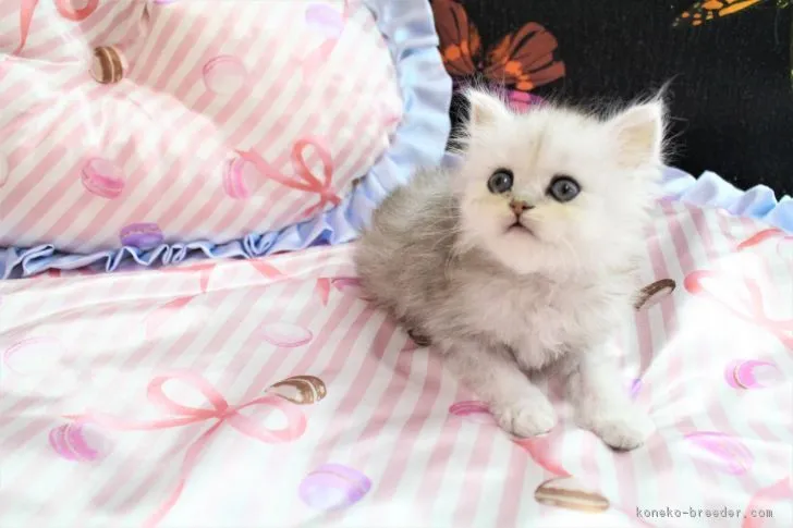 ID:1709-01000の子猫