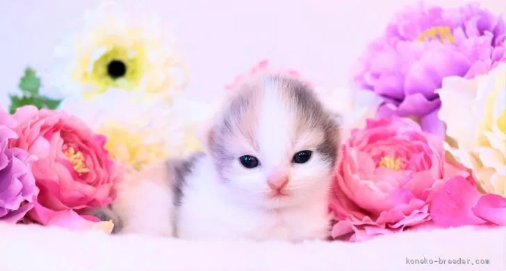 ID:2102-01528の子猫