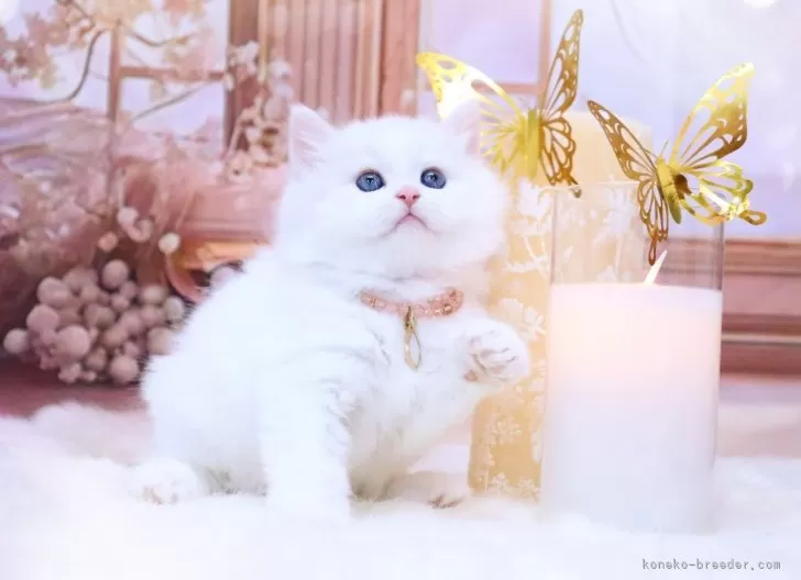 ID：2403-00121の子猫