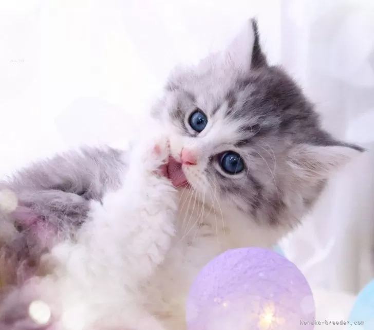 ID:2402-00323の子猫
