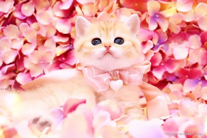 ID:2203-00779の子猫