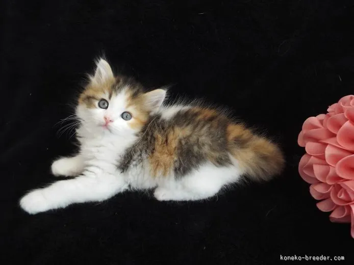 ID:1510-00431の子猫