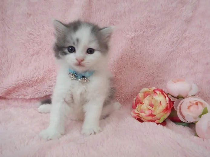 ID:1501-00155の子猫