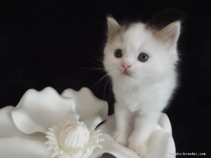 マルのママ 様のお迎えした子猫