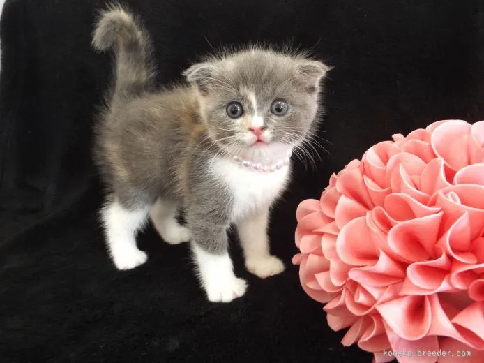 ID:1509-00236の子猫