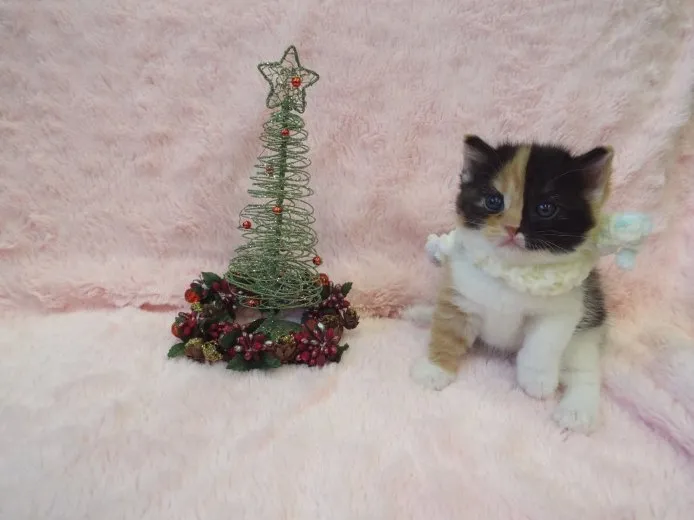 ID:1411-00249の子猫