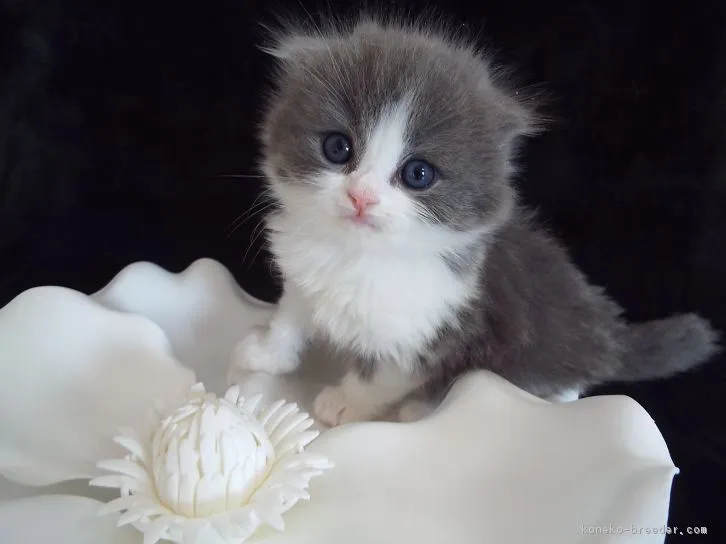 ID:1604-00481の子猫