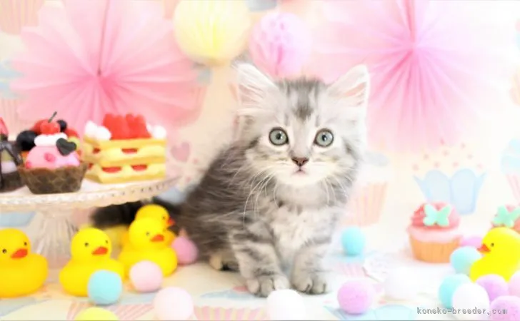 ID：1710-00294の子猫