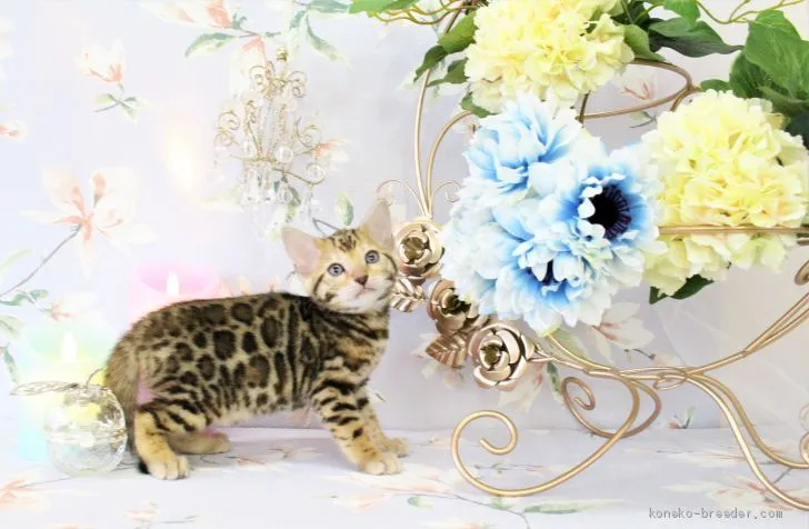 ベンガルミエ 様のお迎えした子猫