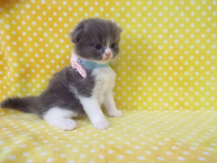ID：1504-00333の子猫