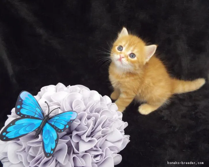 ID：1608-00652の子猫