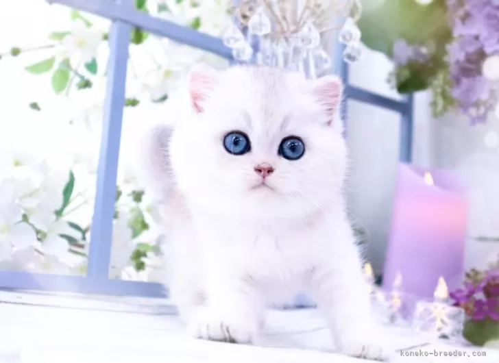 ID：2406-01667の子猫