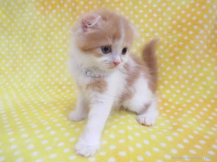 ID：1508-00123の子猫