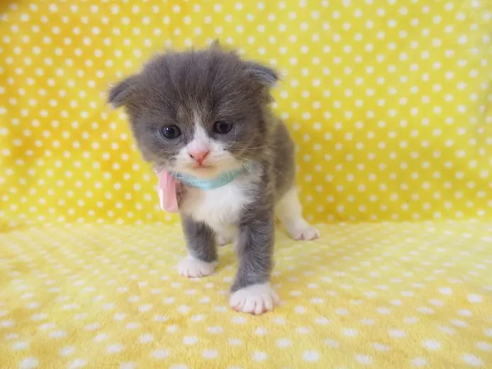 ID：1504-00334の子猫