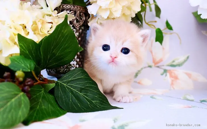 ID：2103-00516の子猫