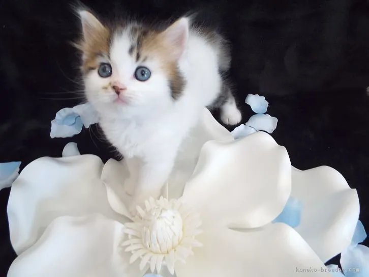 ID:1605-00156の子猫