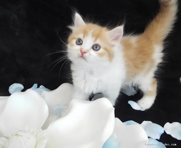 ID：1605-00106の子猫