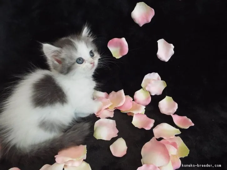 you 様のお迎えした子猫