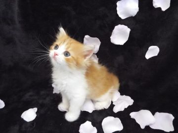 ラガマフィン【岐阜県・男の子・2016年4月12日・レッドタビー&ホワイト】の写真「(*'ω'*)女の子みたいなお顔してます♪」