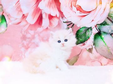 ラガマフィン【岐阜県・女の子・2021年12月18日・クリームマッカレルタビー&ホワイト】の写真「ほんわか優しいミルクティーカラーに、癒されます🍀」