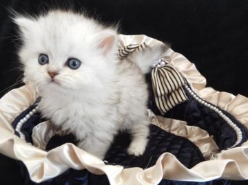 ペルシャ(チンチラ)【岐阜県・男の子・2015年9月21日・チンチラシルバー】の写真「綿アメみたいに、フンワフワ(*'ω'*)♪」