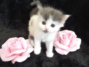 ラガマフィン【岐阜県・女の子・2016年5月2日・ブルータビー&ホワイト】の写真「カツラちゃんに見えますが(笑)可愛くなりますよ」