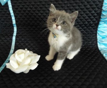 スコティッシュフォールド【岐阜県・男の子・2015年12月12日・ブルータビー&ホワイト】の写真「遊ぶの大好き、元気な子です♪」