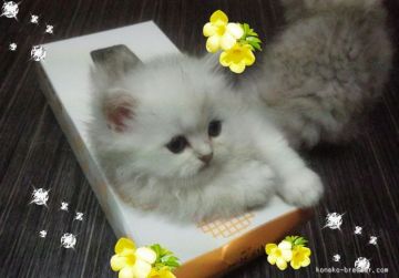 ペルシャ(チンチラ)【岐阜県・男の子・2015年6月9日・チンチラシルバー】の写真「お姫様みたいな綺麗なお顔の男の子♪」