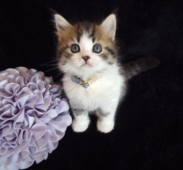 ラガマフィン【岐阜県・男の子・2016年1月19日・ブラウンタビー&ホワイト】の写真「とっても綺麗なお顔の、イケメンちゃん(^^♪」