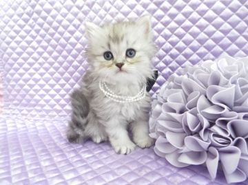 ペルシャ(チンチラ)【岐阜県・男の子・2015年10月8日・チンチラシルバー】の写真「モッフモフですよ(^^♪」